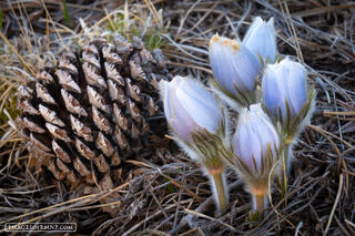 Big Sale on Rocky Mountain National Park Prints