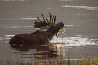 Creeks and Critters Nature Tours