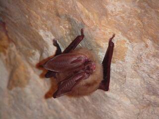 Fungus Linked to White Nose Syndrome Detected in Rocky Mountain National Park