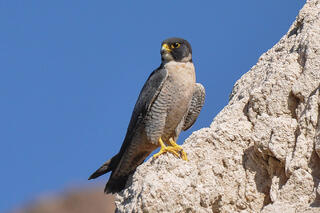 Temporary Closures in Effect at Lumpy Ridge to Protect Nesting Raptors in RMNP