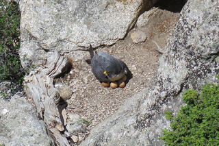 Some Temporary Raptor Closures in Lumpy Ridge Lifted; Other Raptor Closures Extended