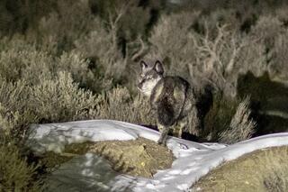 Cause of Death for Gray Wolf 2514 within RMNP Confirmed