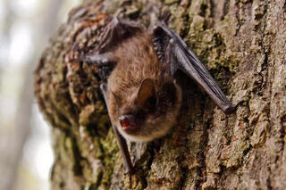White-nose Syndrome Detected in Bats at Rocky Mountain National Park