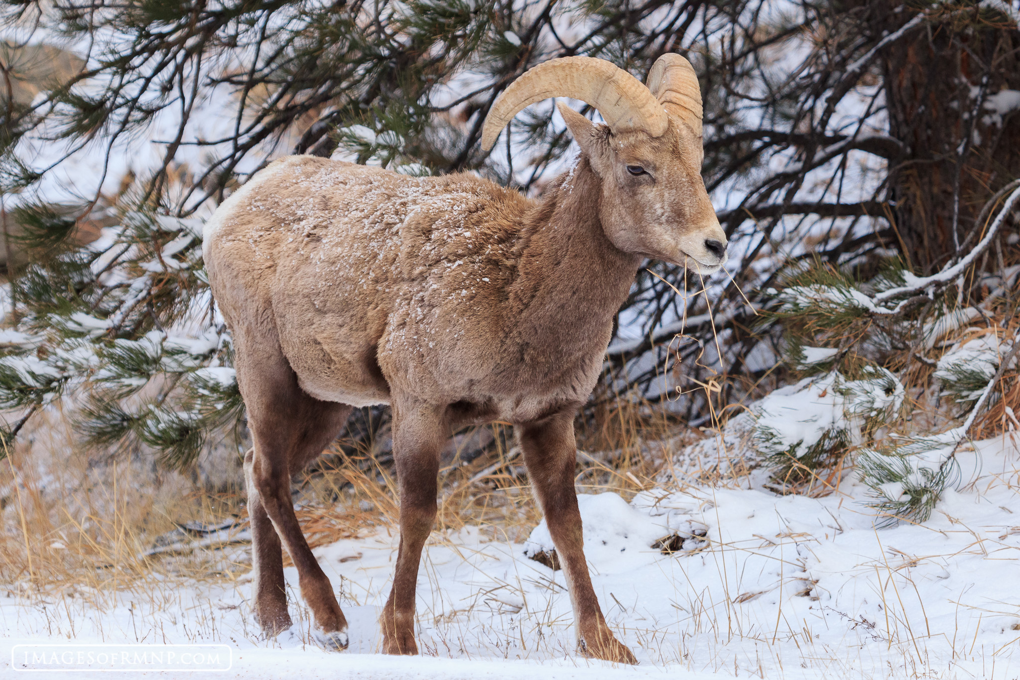 Bighorn Sheep In Rocky Mountain National Park Rocky Mountain National 