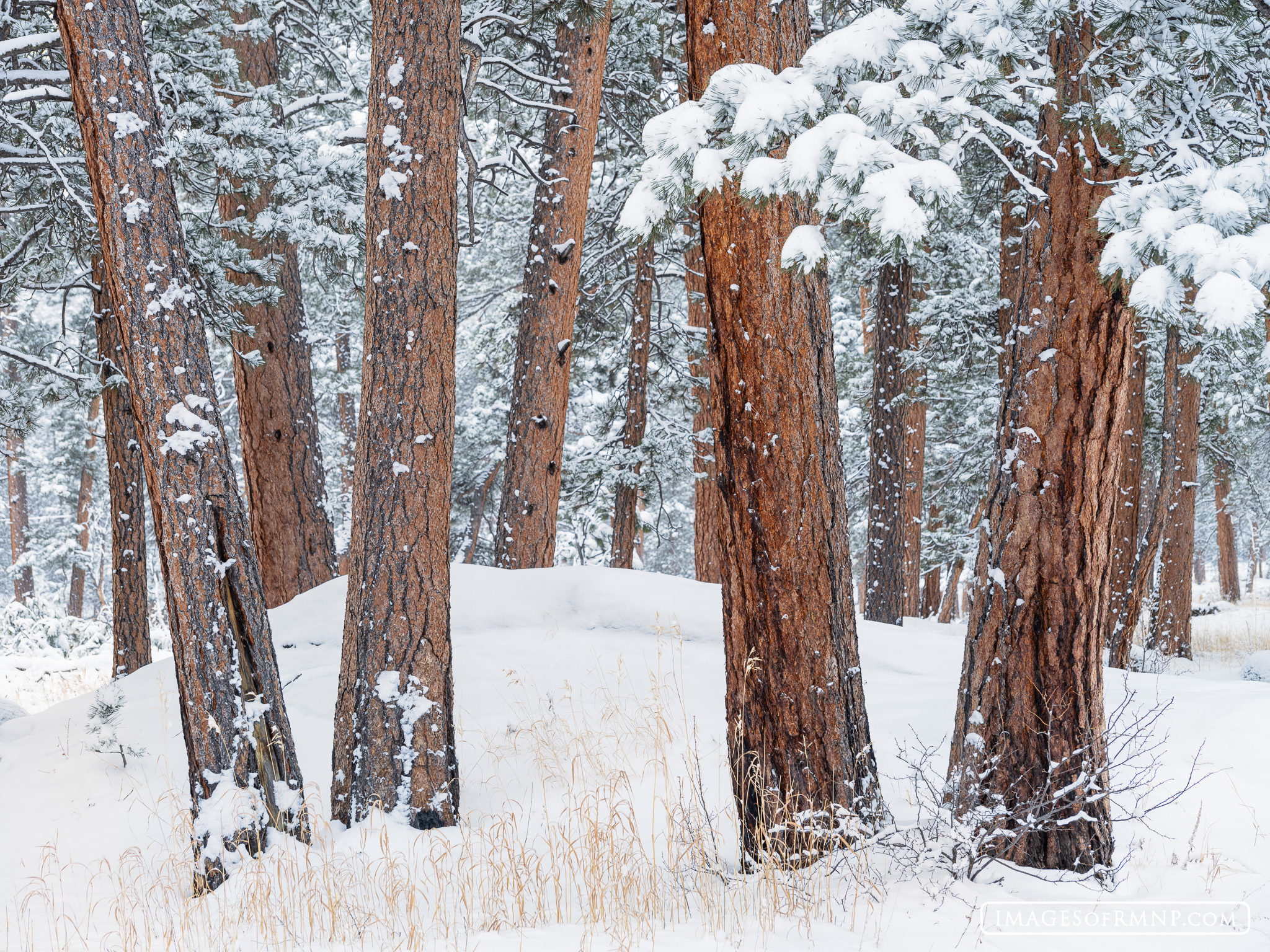 March 8, 2024 This mornng Rocky Mountain National Park awoke to a coat of fresh snow, so I headed off to spend a little time in Tuxedo Park...