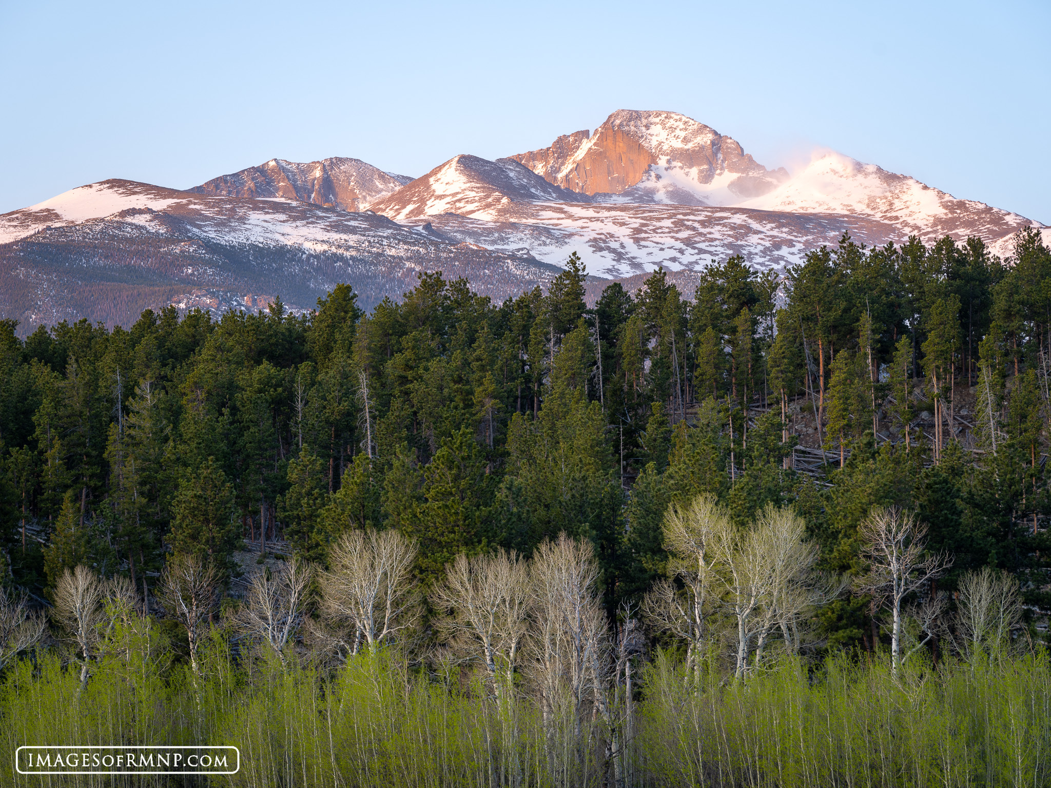 May 23, 2024 This morning I was out in Beaver Meadows, Rocky Mountain National Park and the aspen trees are beginning to put out their leaves...