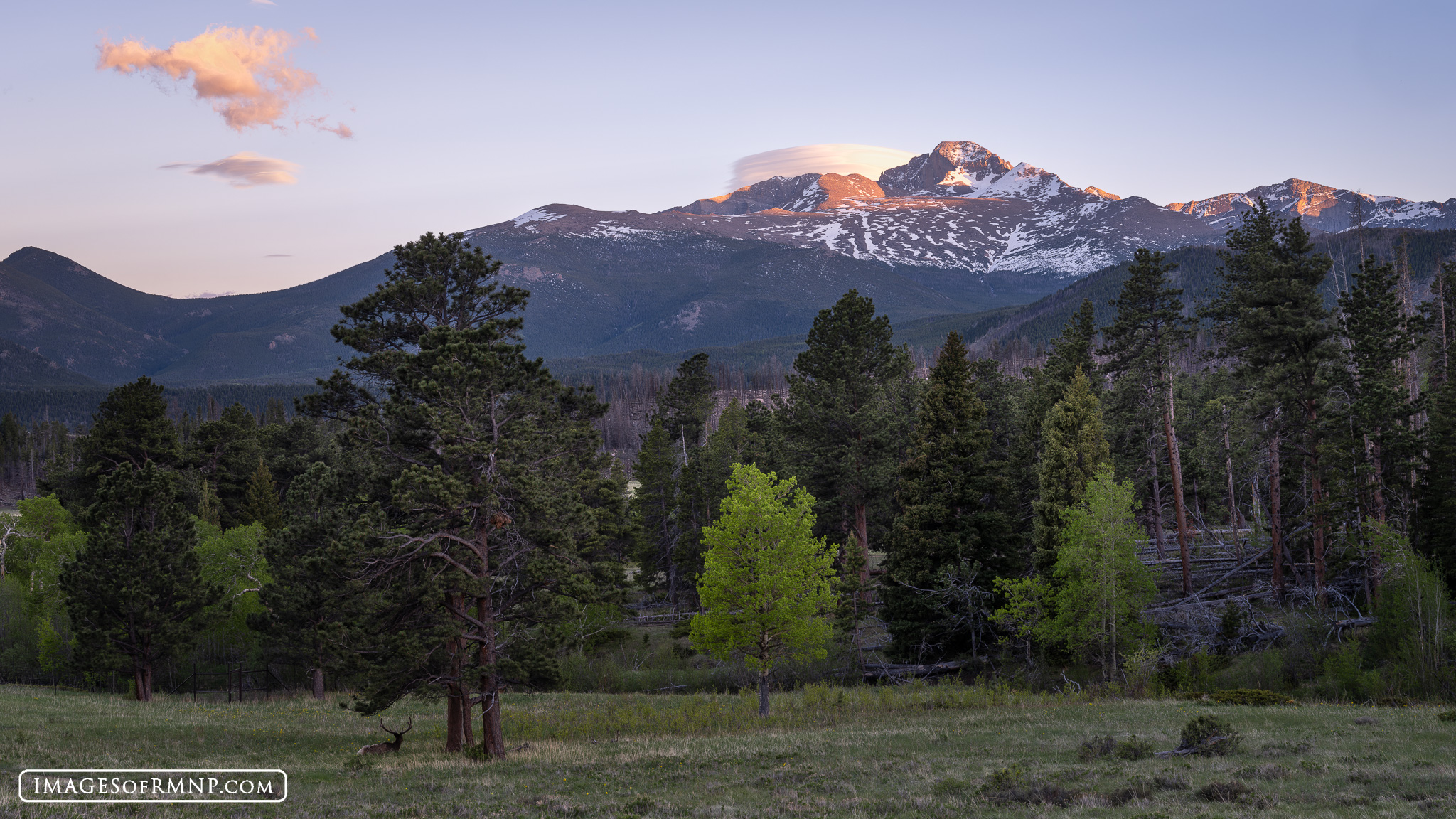 June 4, 2024 Long Peak looks down on a peaceful meadow in Rocky Mountain National Park as a bull elk relaxes below a Ponderosa Pine. This...
