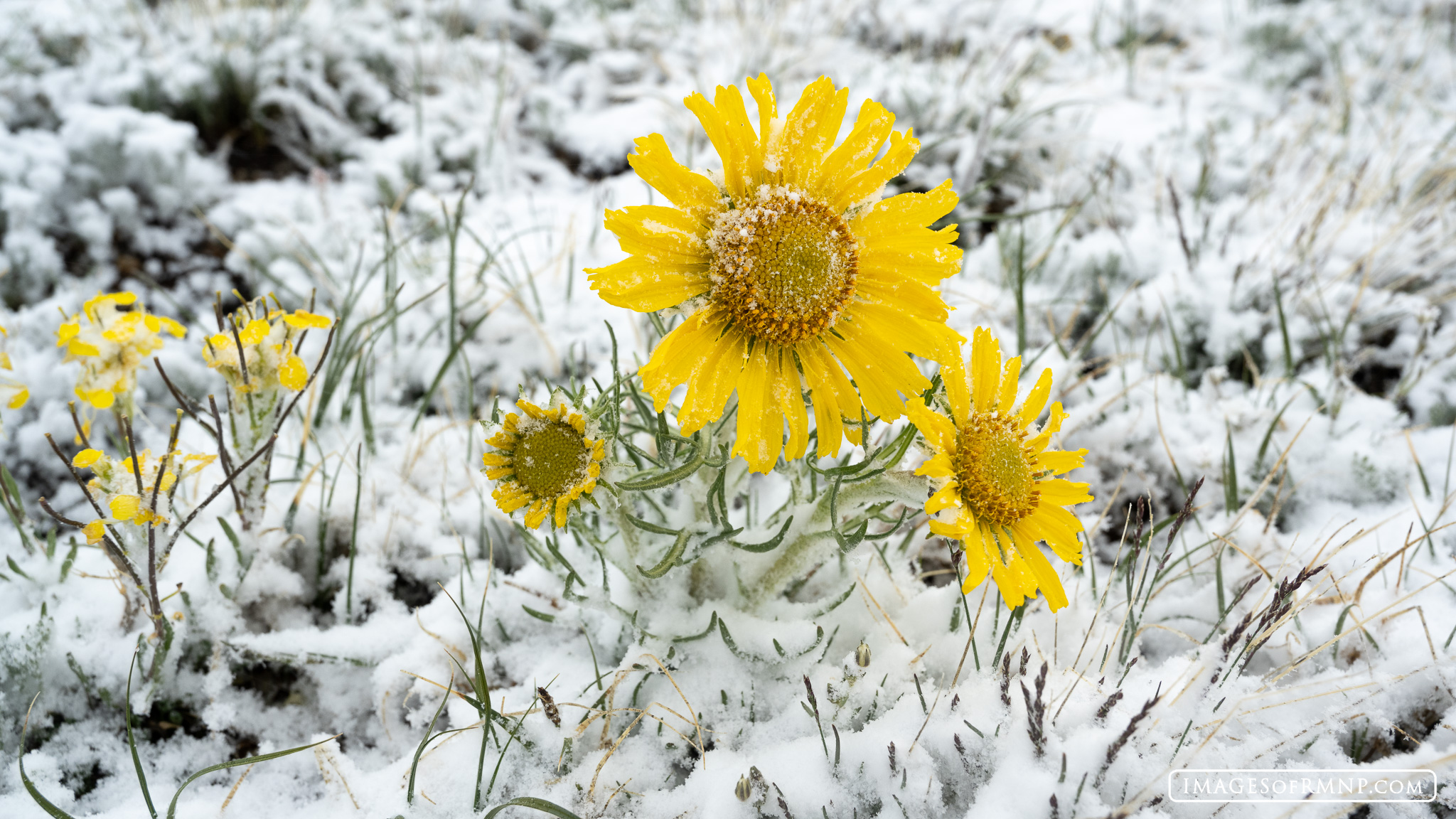 July 2, 2024 Despite it being the month of July we had a snowstorm up on Trail Ridge Road with about a half inch of snow. It only lasted for...
