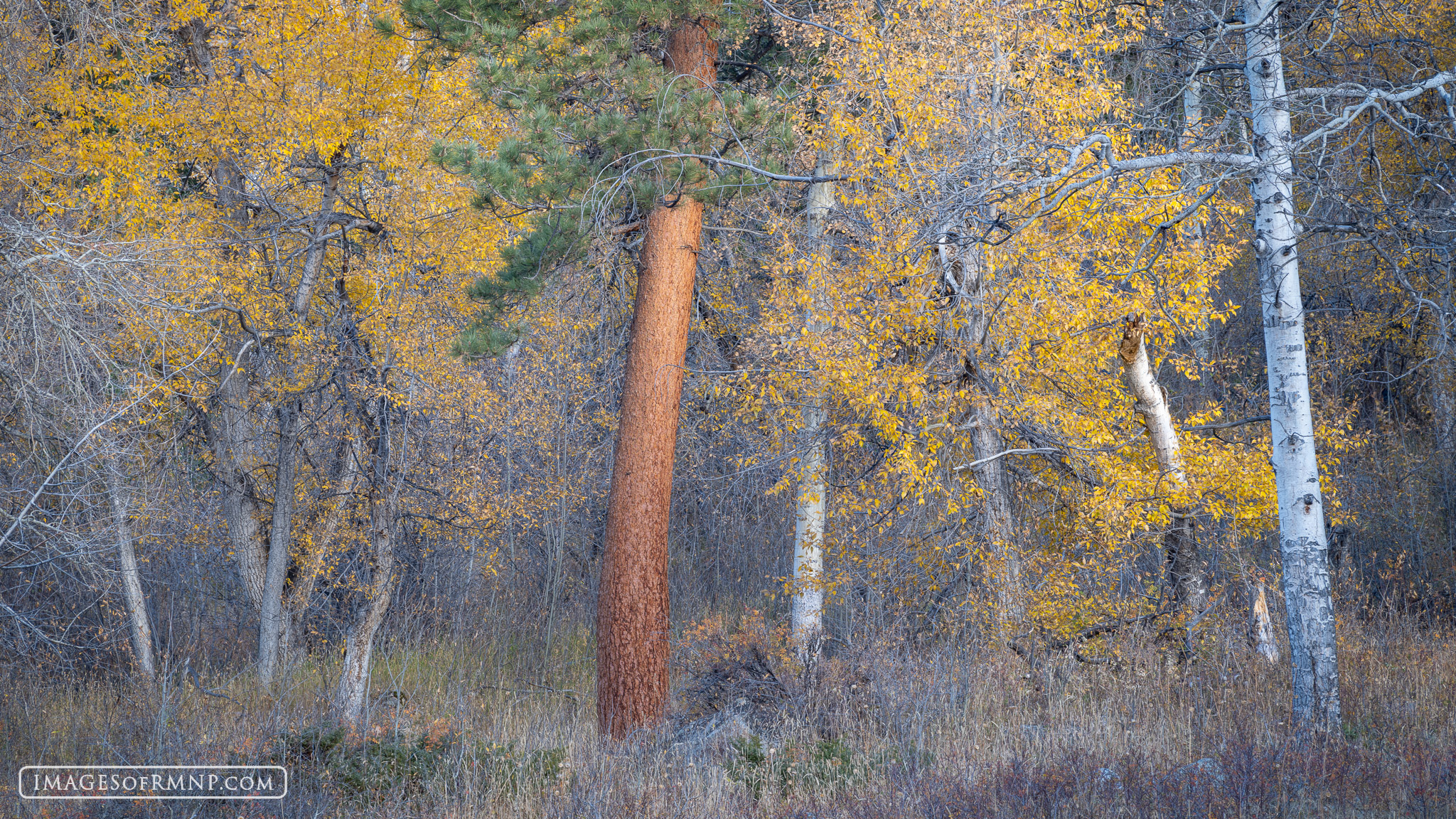 October 28, 2024 Despite being late in October, there is still a little bit of autumn color left in a few spots, such as along the Endovalley...