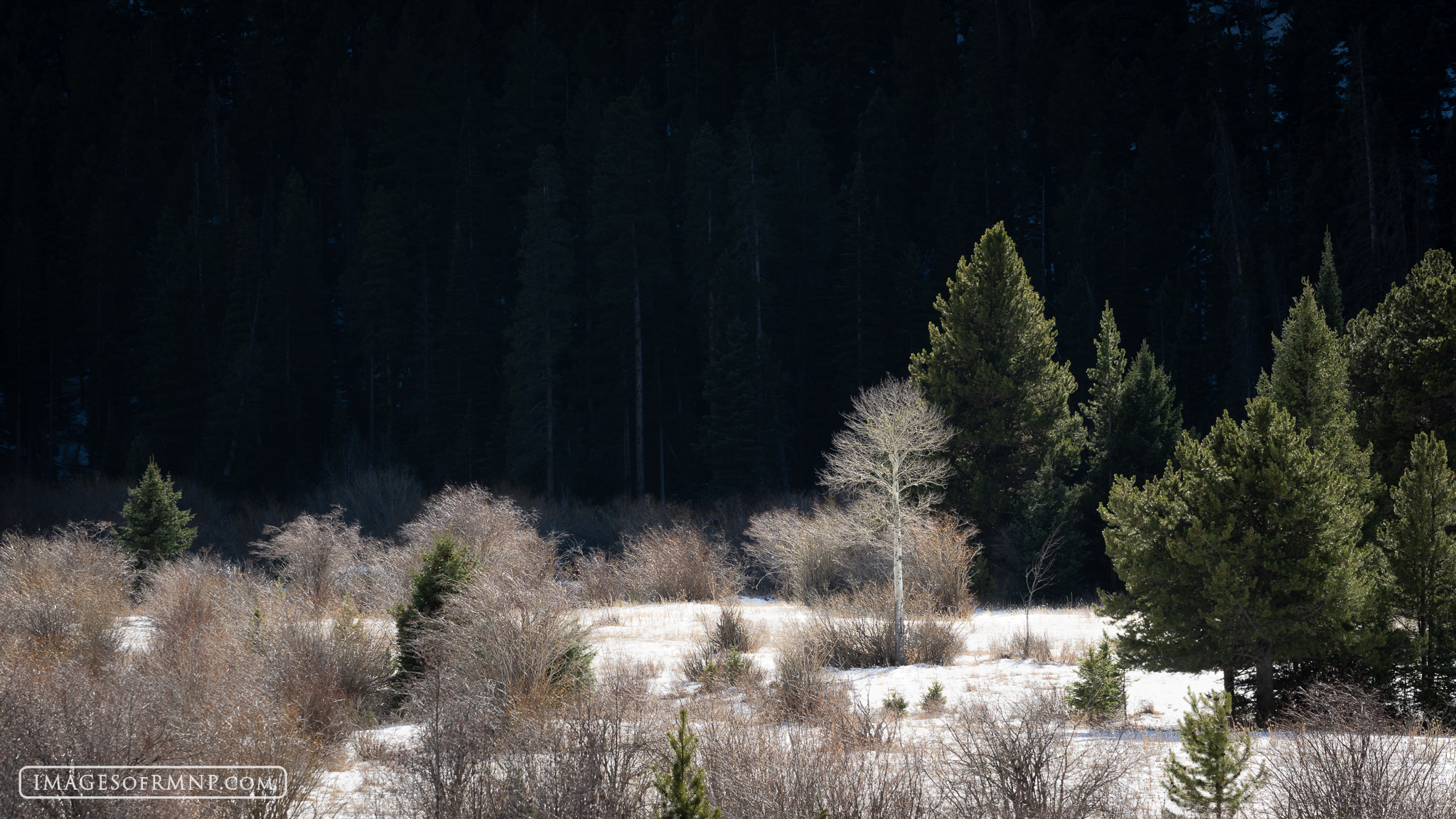 November 21, 2024 A lone aspen tree bathes in the sunlight while the hill behind it is still in deep shade. I made this photograph from the lower...