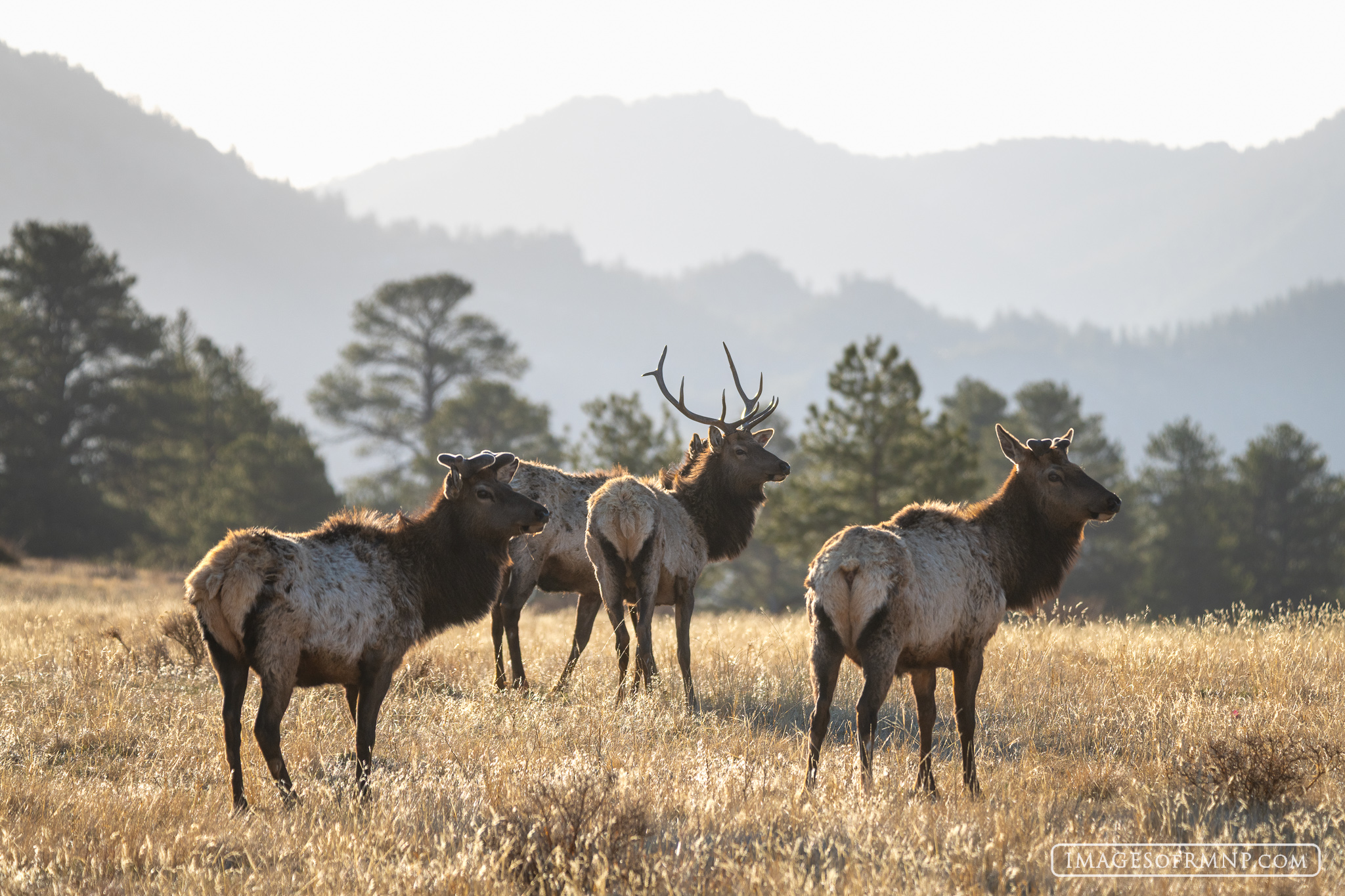 April 10, 2025 | Beaver Meadows | Rocky Mountain National Park