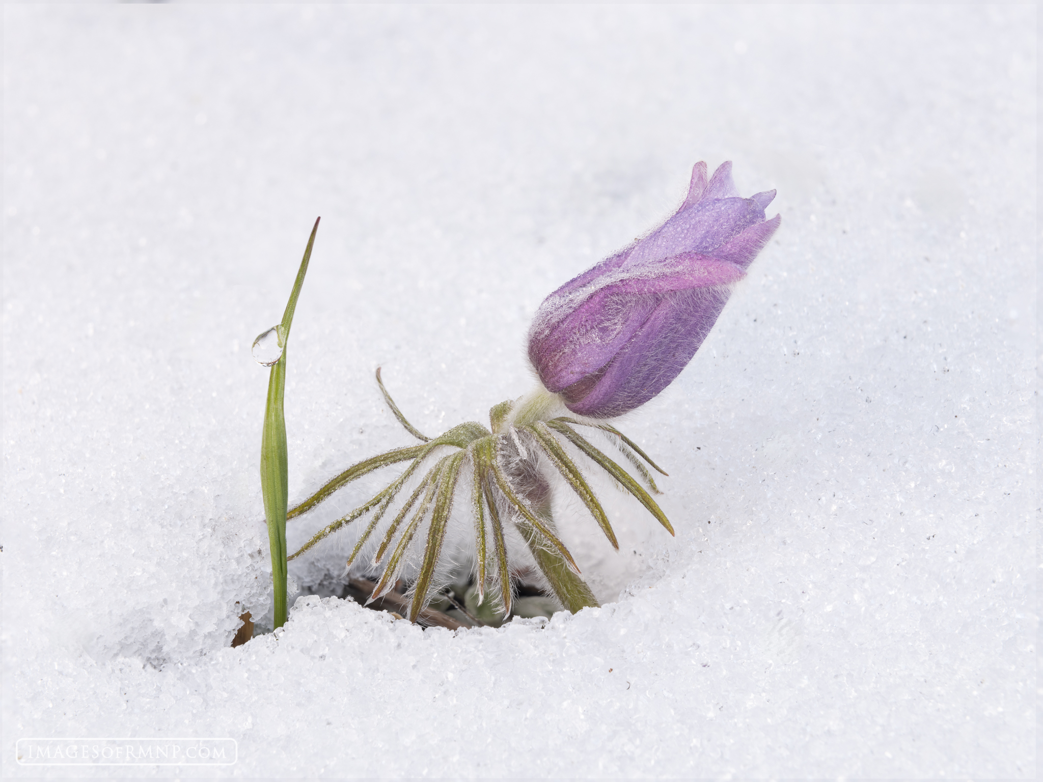 May 10, 2025 I found this pasque flower surviving in the snow next to Lily Lake this morning. The temperature was a very chilly 20F. Yet this...