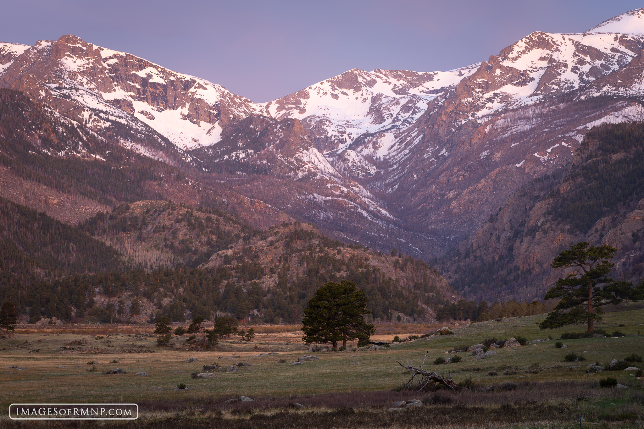 May 13, 2025 The pre-dawn light was very pretty this morning in Moraine Park and the mountains seemed to loom over the meadow. Nearby were...