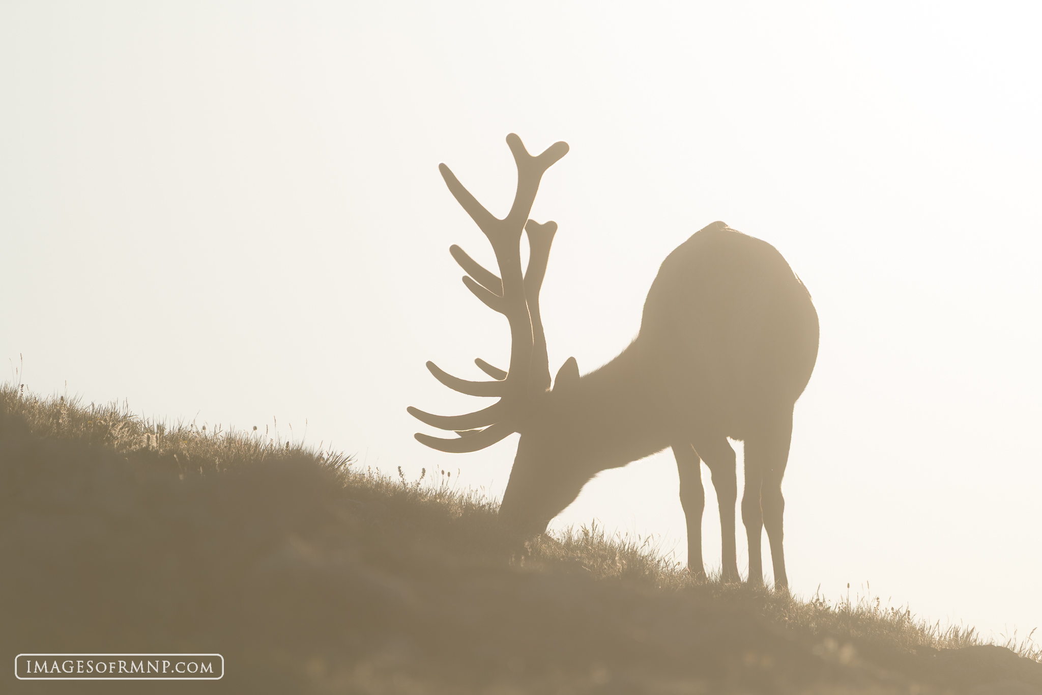 June 27, 2025 At this time of year elk can be found up in the tundra along Trail Ridge Road. They stay very busy eating the tundra grasses...