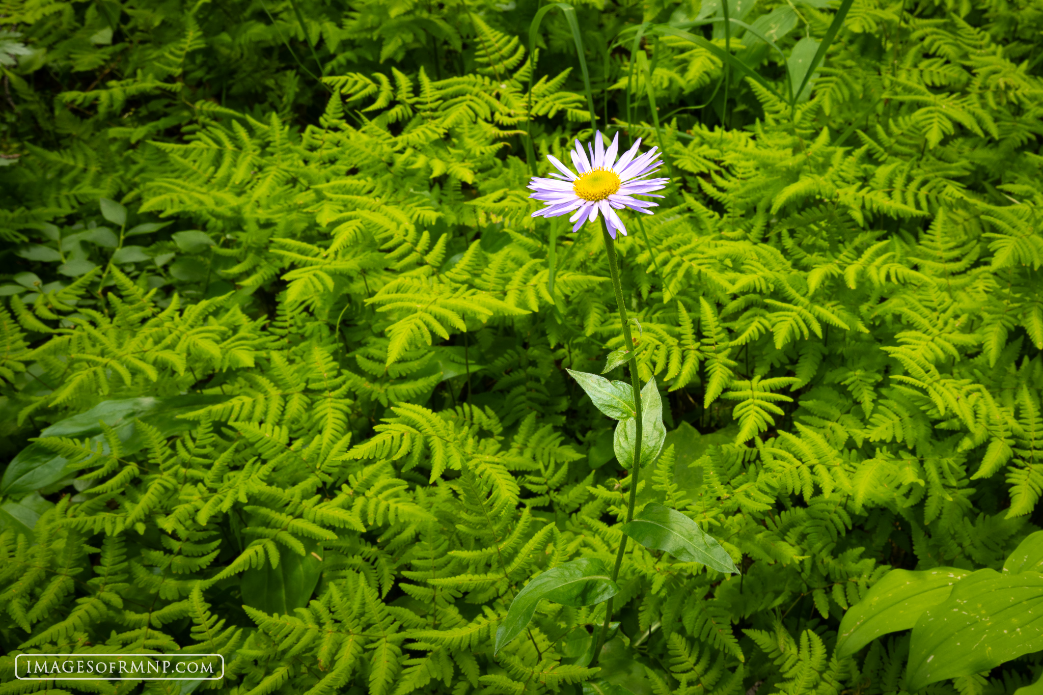 July 25, 2025 There are still a lot of wildflowers blooming all over Rocky Mountain National Park. This has actually been a surprisingly good...