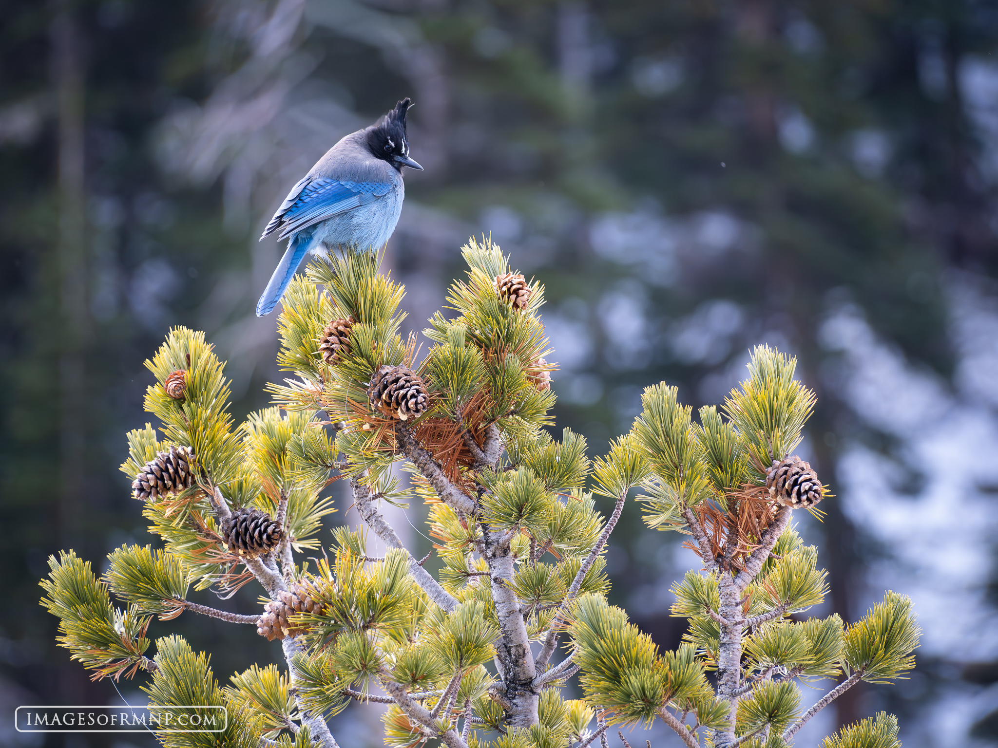 November 21, 2025 A Stellars Jay perches on a limber pine near Dream Lake. These highly intelligent birds will sometimes mimic other birds such...
