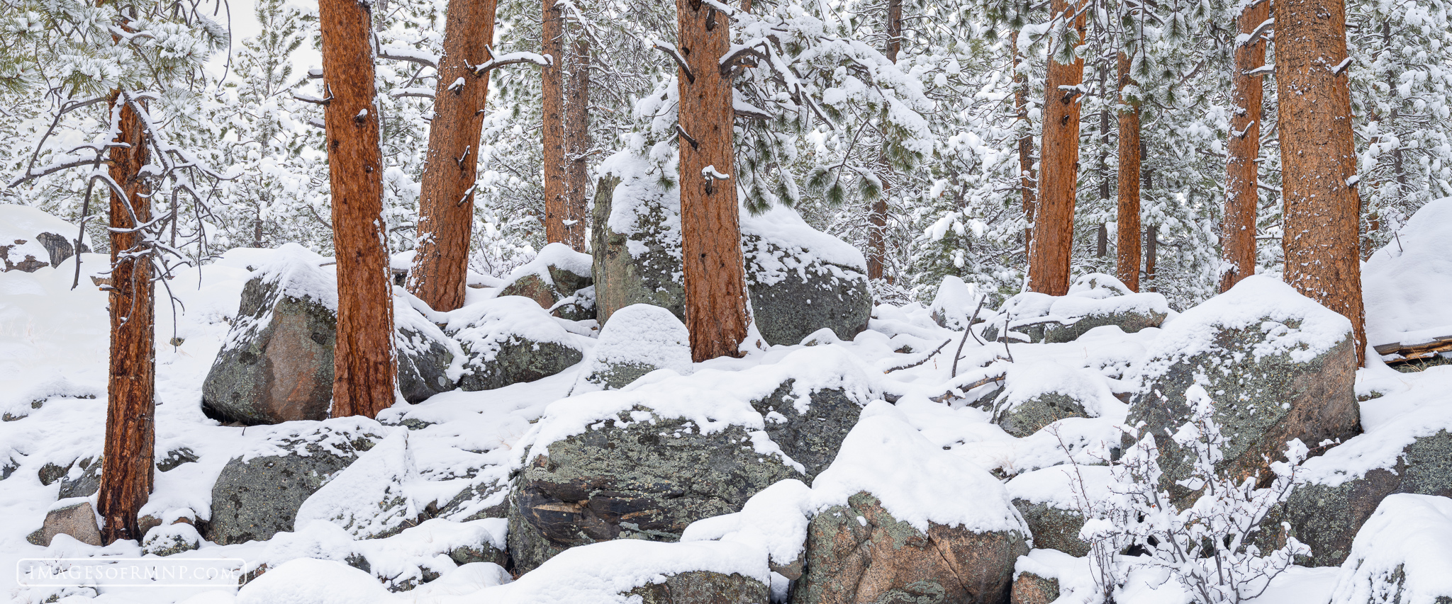 March 6, 2026 On this morning we awoke to about 6" of fresh snow, so I headed into a ponderosa pine forest to see what I could find...