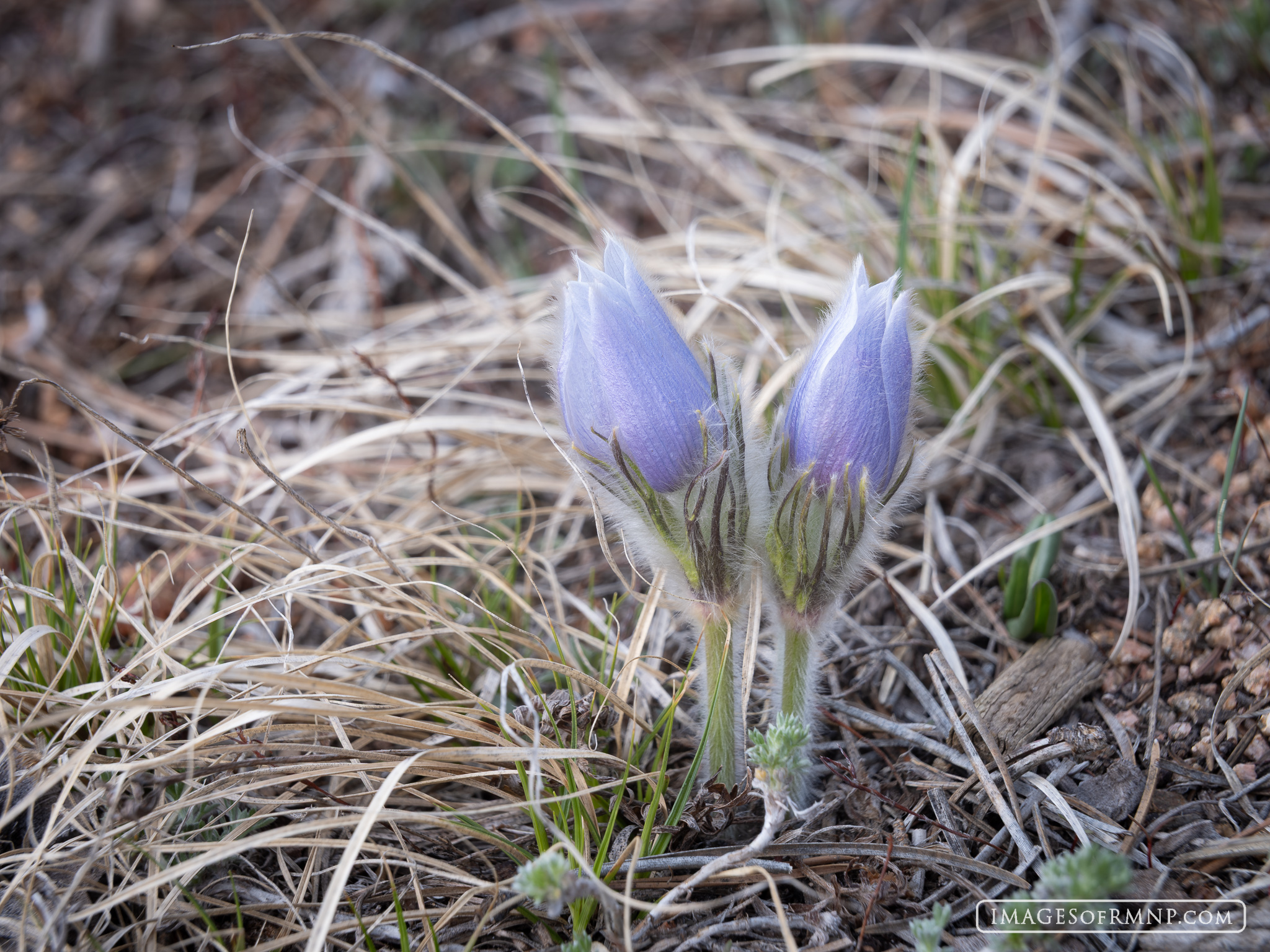 March 31, 2026 The pasque flowers are out, announcing the arrival of spring. They normally arrive around this time and face cold weather and...