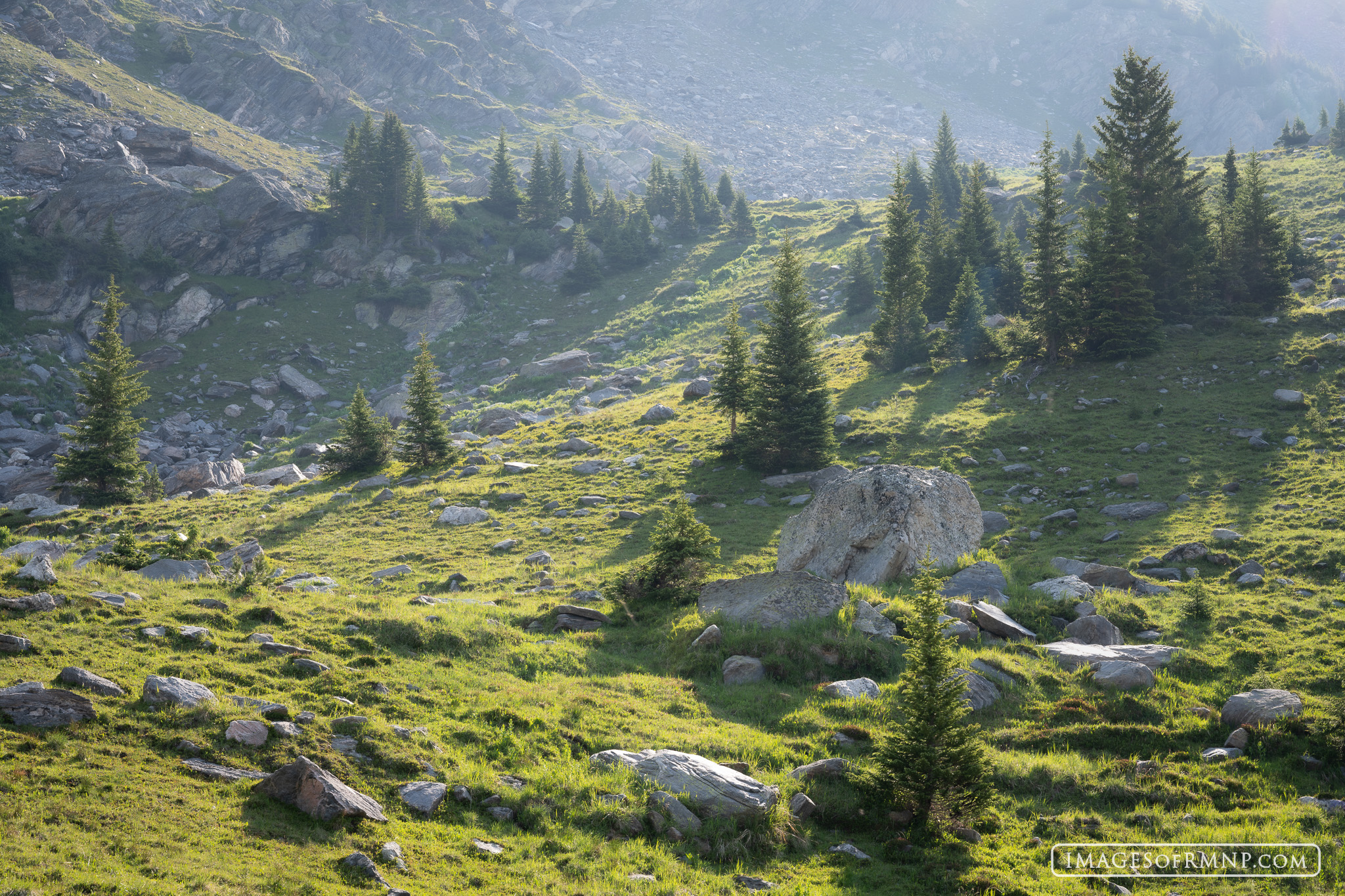 July 3, 2026 Small pine trees grow at the very edge of tree line at an alpine meadow in the backcountry of Rocky Mountain National Park. ...