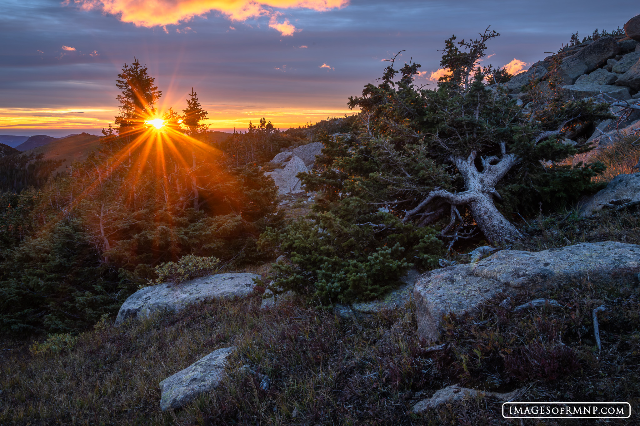 September 18, 2026 Today, I enjoyed a beautiful start to the day up at tree line in Rocky Mountain National Park. Here ancient trees, small...