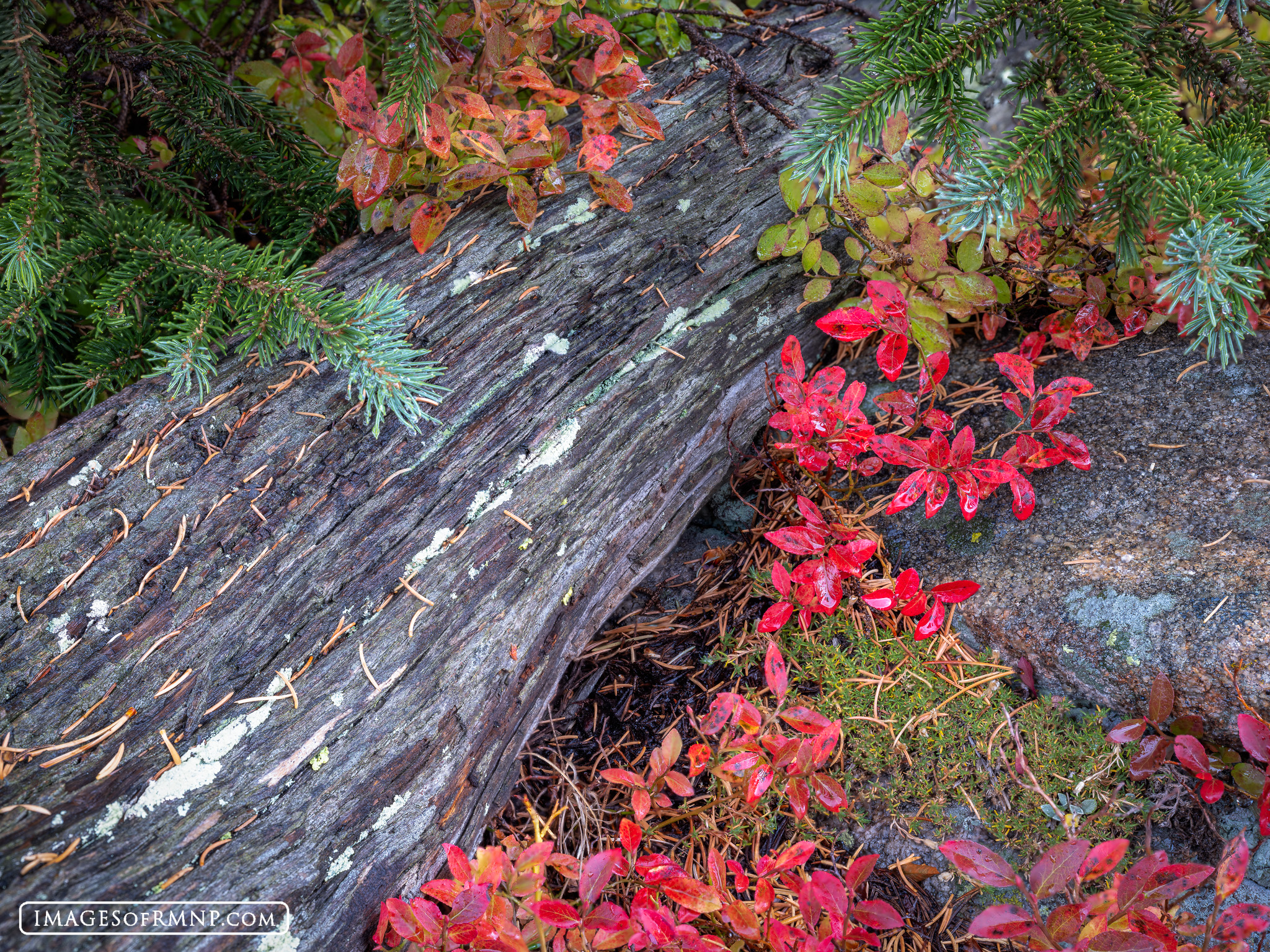 September 23, 2026 The autumn colors can be seen not only in the well known aspen groves of Rocky Mountain National Park, but also around tree...