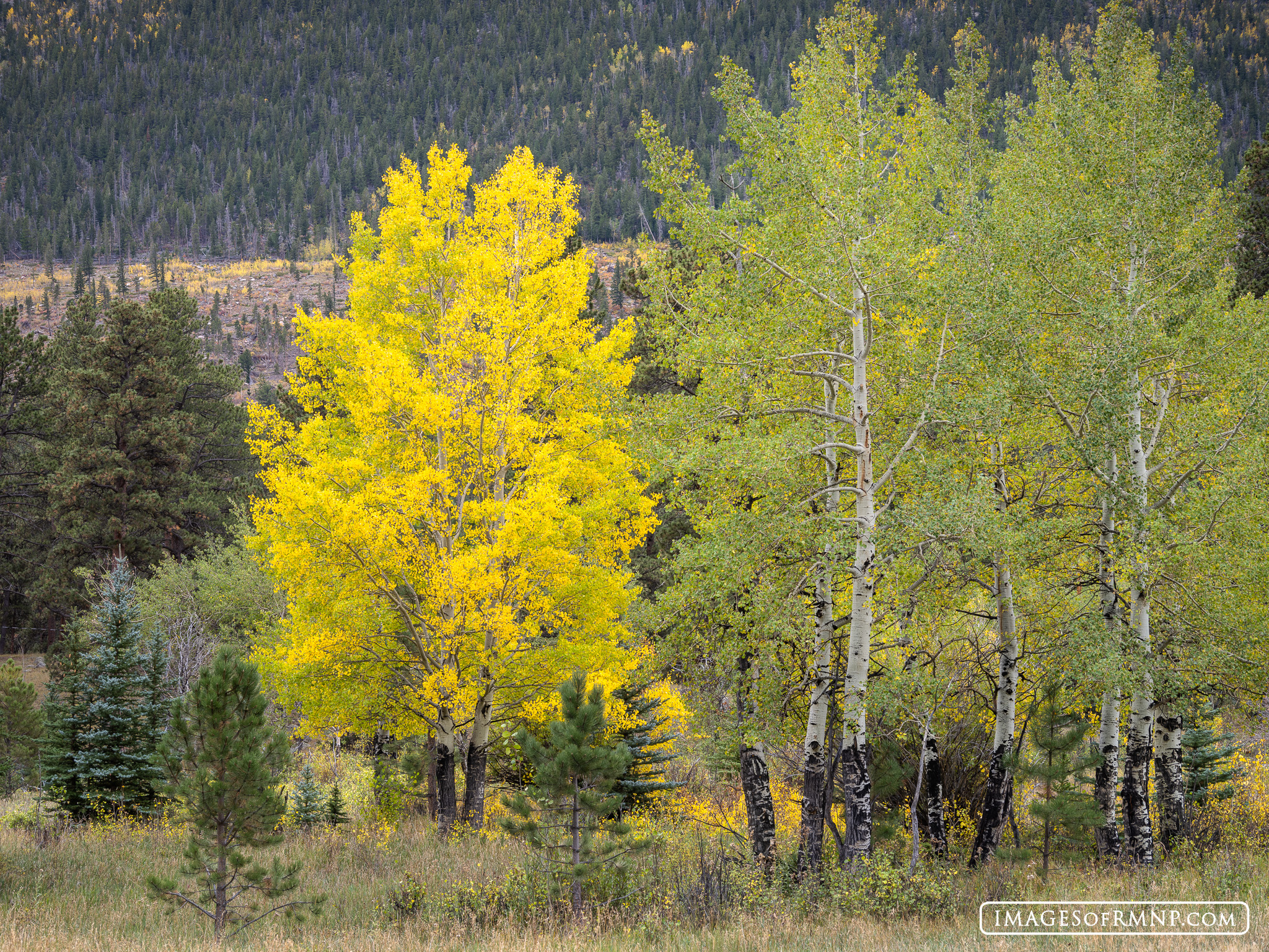 September 24, 2026 All throughout Rocky Mountain National Park the aspen trees are turning brilliant yellow, even at the lower elevations such as...