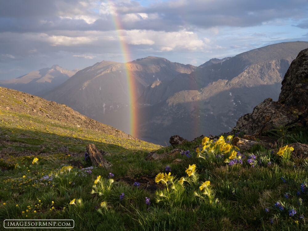 Alpine Rainbows - 56